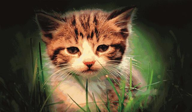 视力恢复有什么办法,视力恢复有什么方法