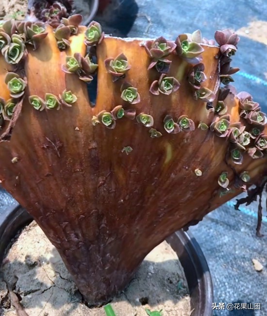 养法师的十大技巧,养法师怎么样施肥