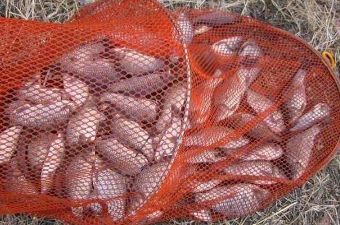 冬季大板鲫活体饵料,冬季大板鲫饵料排行榜第一名