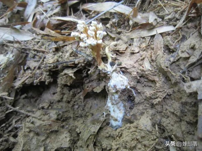 野生冬虫夏草市场,冬虫夏草一斤2000条的价格