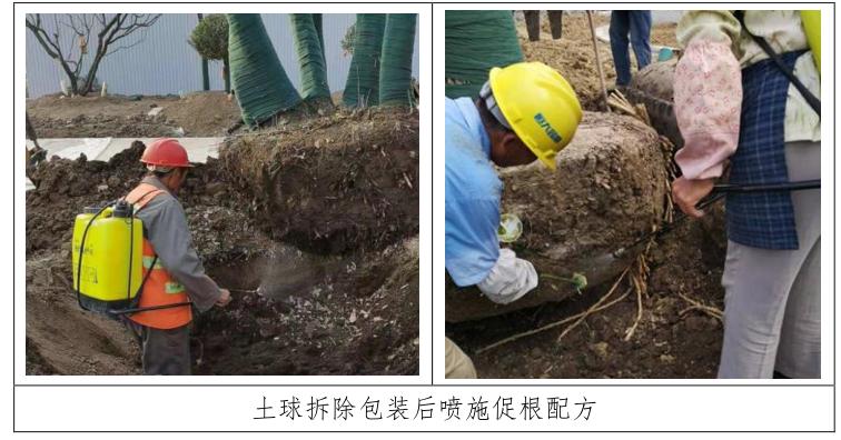 四季不落叶的风景树多少钱一棵,修树技巧风景树