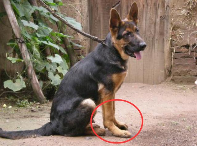 不遛狗有什么坏处,不遛狗危害