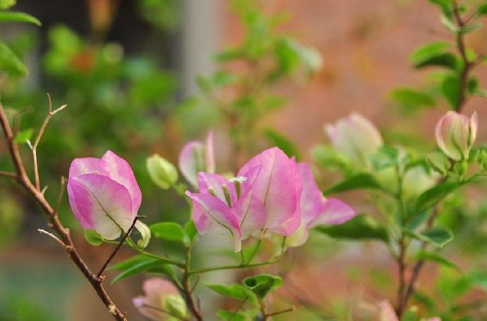 三角梅10大勤花品种，不用控水，一年到头有开不完的花