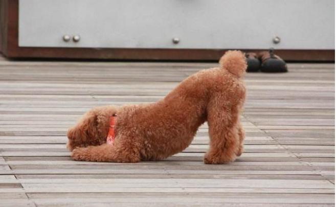 为什么泰迪尾巴老是向下弯,为什么泰迪屁股有个骨头