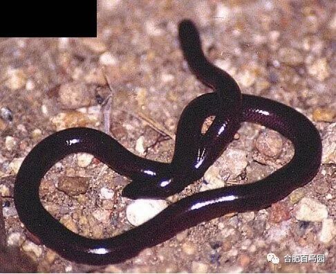 蛇如何升级为龙,可以升级的蛇