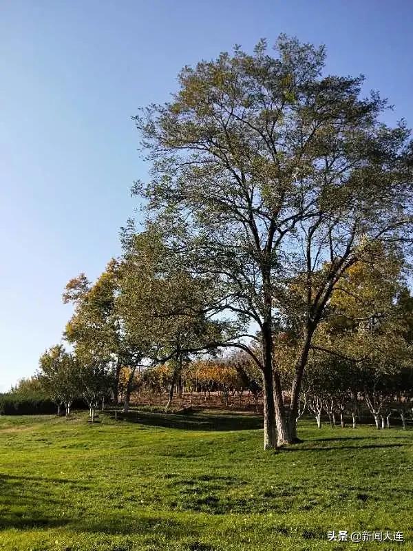 大连赏秋免费的地方,大连赏秋打卡地