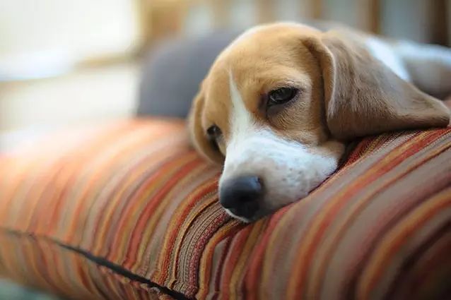 宠物打疫苗过敏用什么药脱敏,宠物打疫苗有什么不良反应