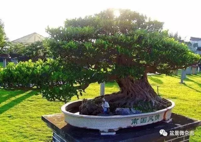 世界上最贵的盆景植物,最贵的一颗盆景