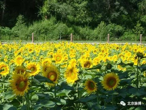 画说回龙观,北京最漂亮的森林公园