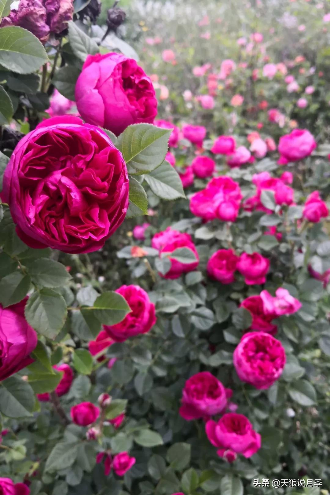 又一个十年,国产自育品种