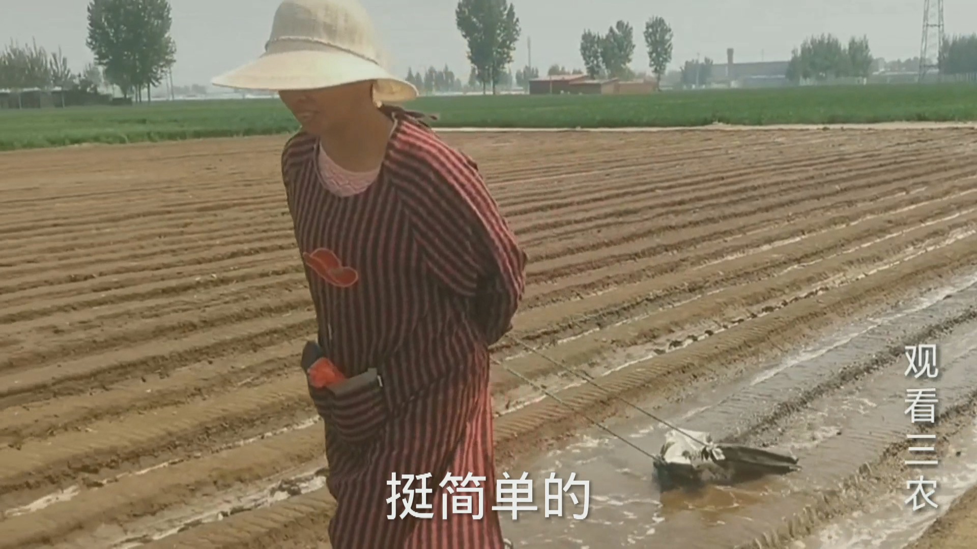 农广天地大姜种植技术视频,种植大姜的正确方法