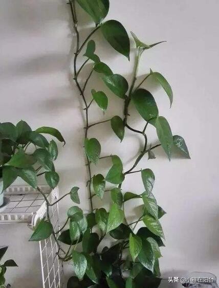 绿萝几个月没有浇水根部发黑,绿萝叶子蔫了变软发黑是什么原因