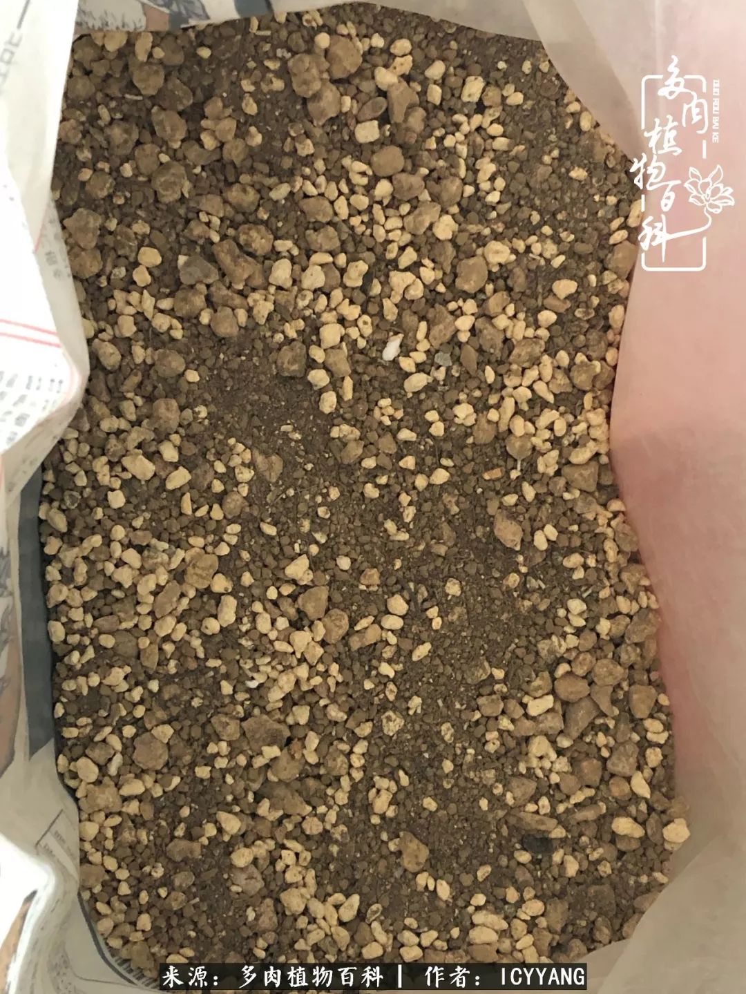 多肉隔着玻璃晒太阳效果好吗,隔着玻璃养的多肉照样长得好