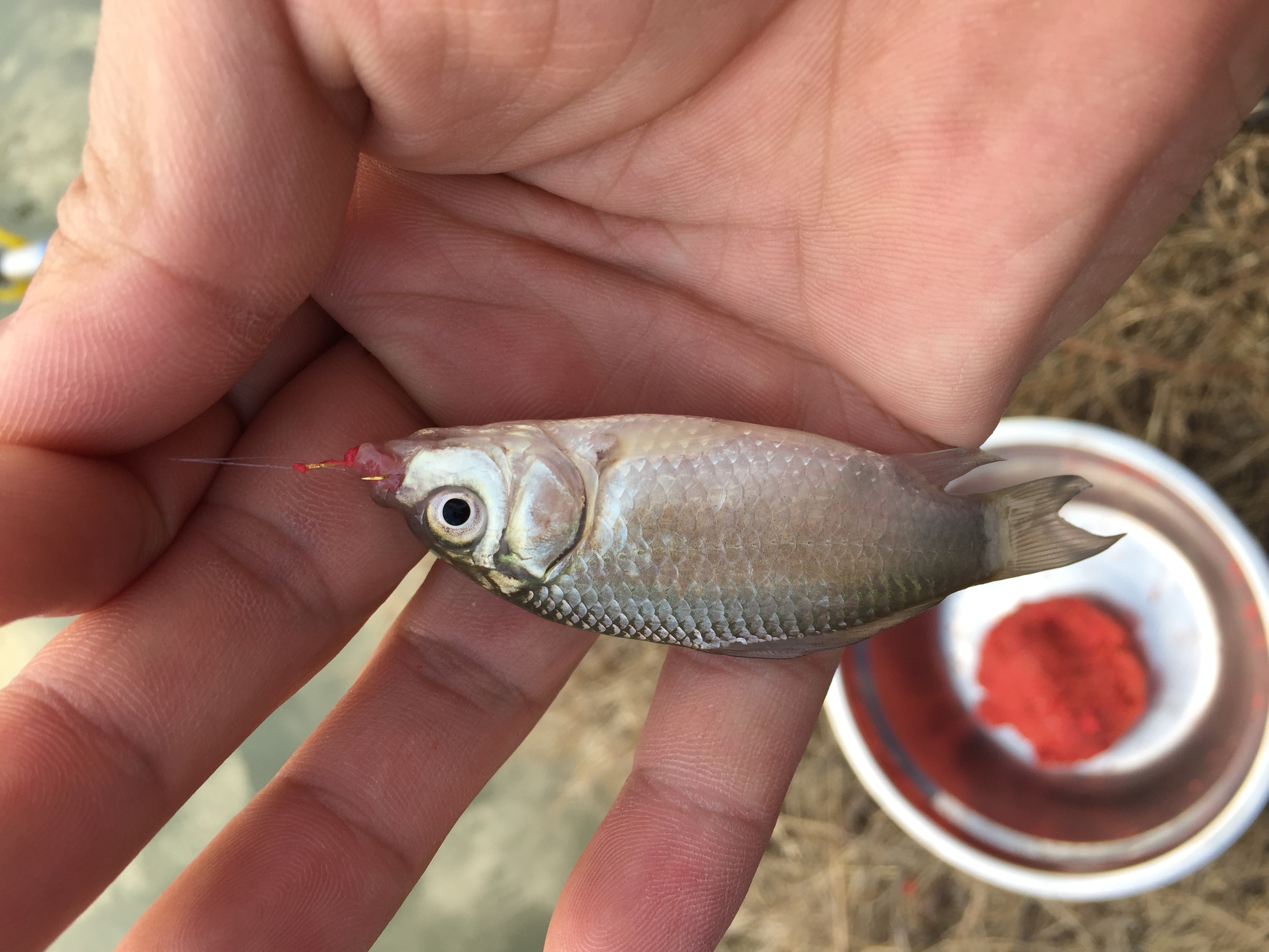 冬季垂钓鲫鱼如何避免闹小鱼,冬天野港刮风3级怎样钓鲫鱼