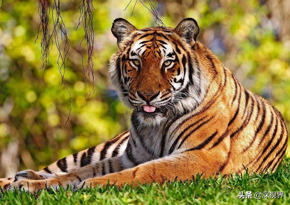 老虎对战狮子老虎更厉害吗,森林之王是老虎还是狮子童话故事