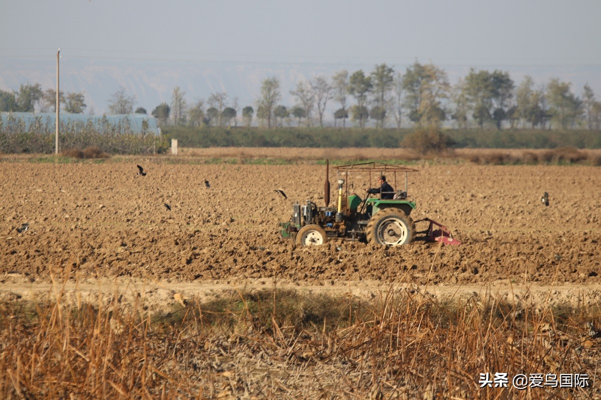 鐖遍笩绉戞櫘楦熺被鎽勫奖,鐖遍笩鎶ら笩绉戞櫘