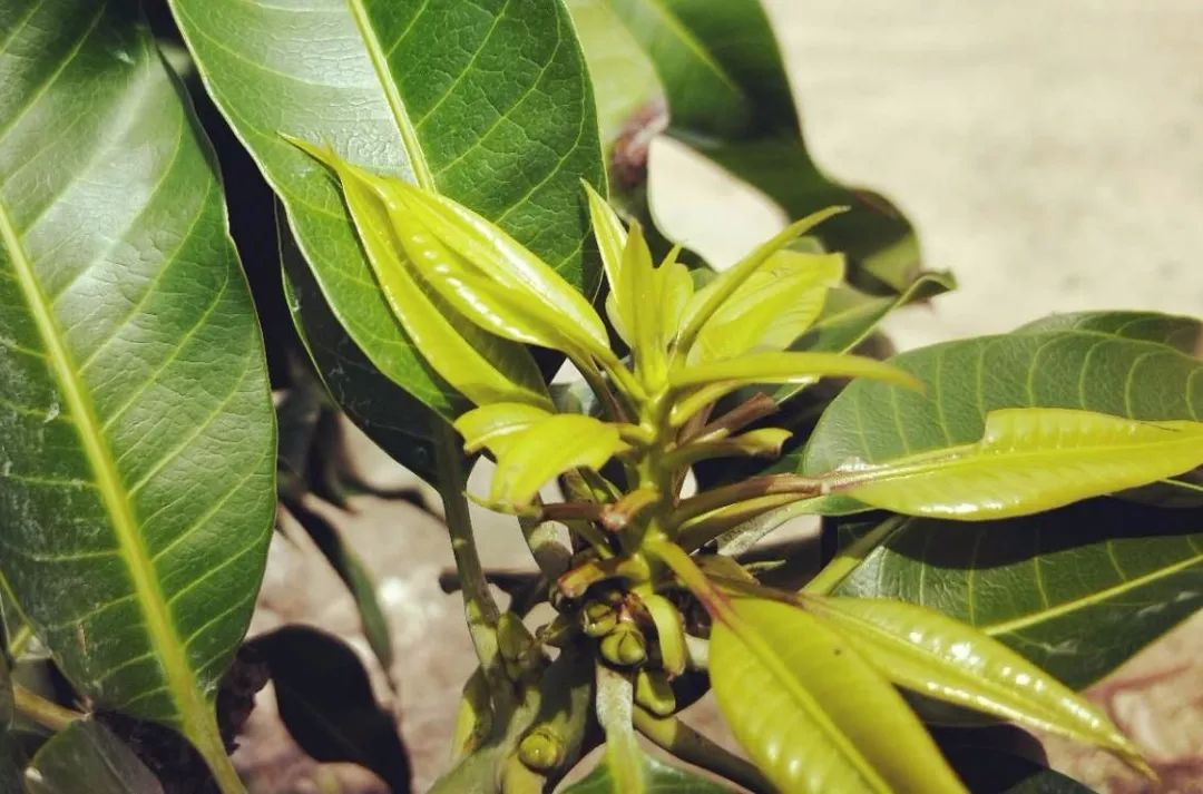 芒果催花前的工作,芒果催花之前要做什么工作