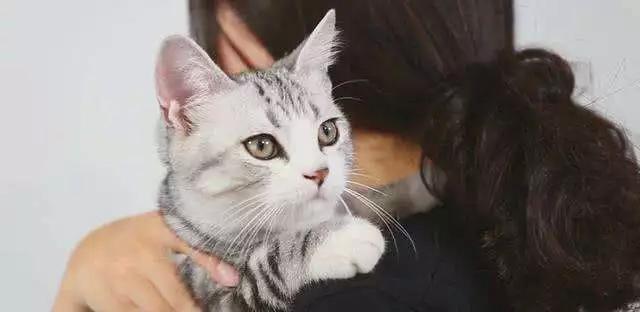 猫咪怎样才会放下戒备,猫咪应该怎样抱才不会乱跑