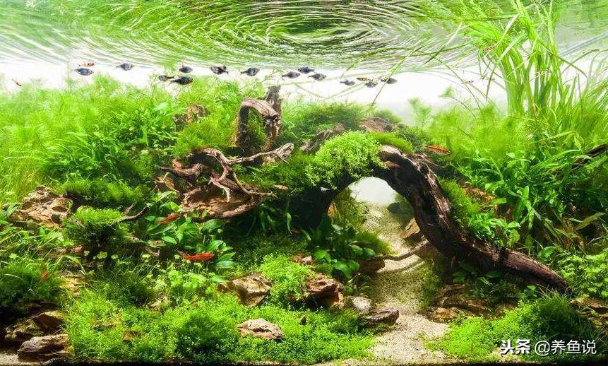 如何解决鱼缸黄水,鱼缸黄水是什么原因造成的