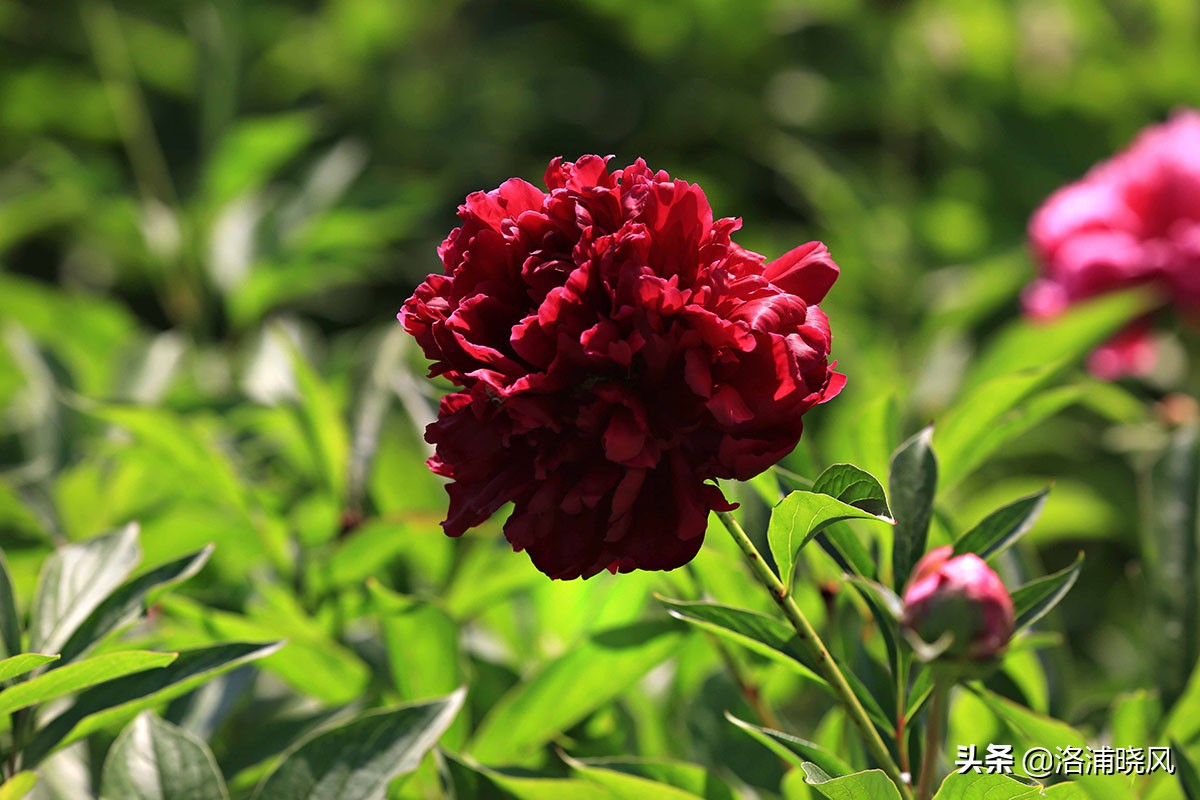 大院绿化的回忆——顺便看看院里的芍药定个究竟有多少种？