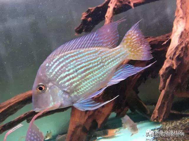 食土鲷一般多大尺寸,食土鲷哪个品种小一点