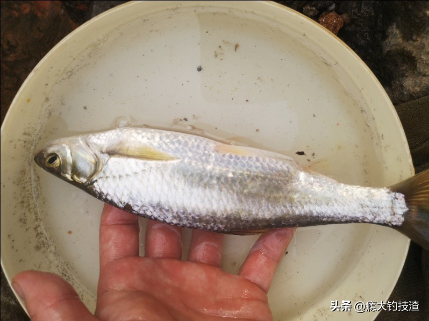 钓白条的正确方法和注意事项,浮钓小白条鱼如何调漂