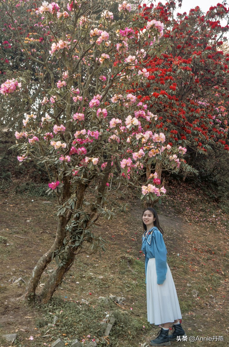 百里杜鹃花开如海,百里杜鹃百里盛开