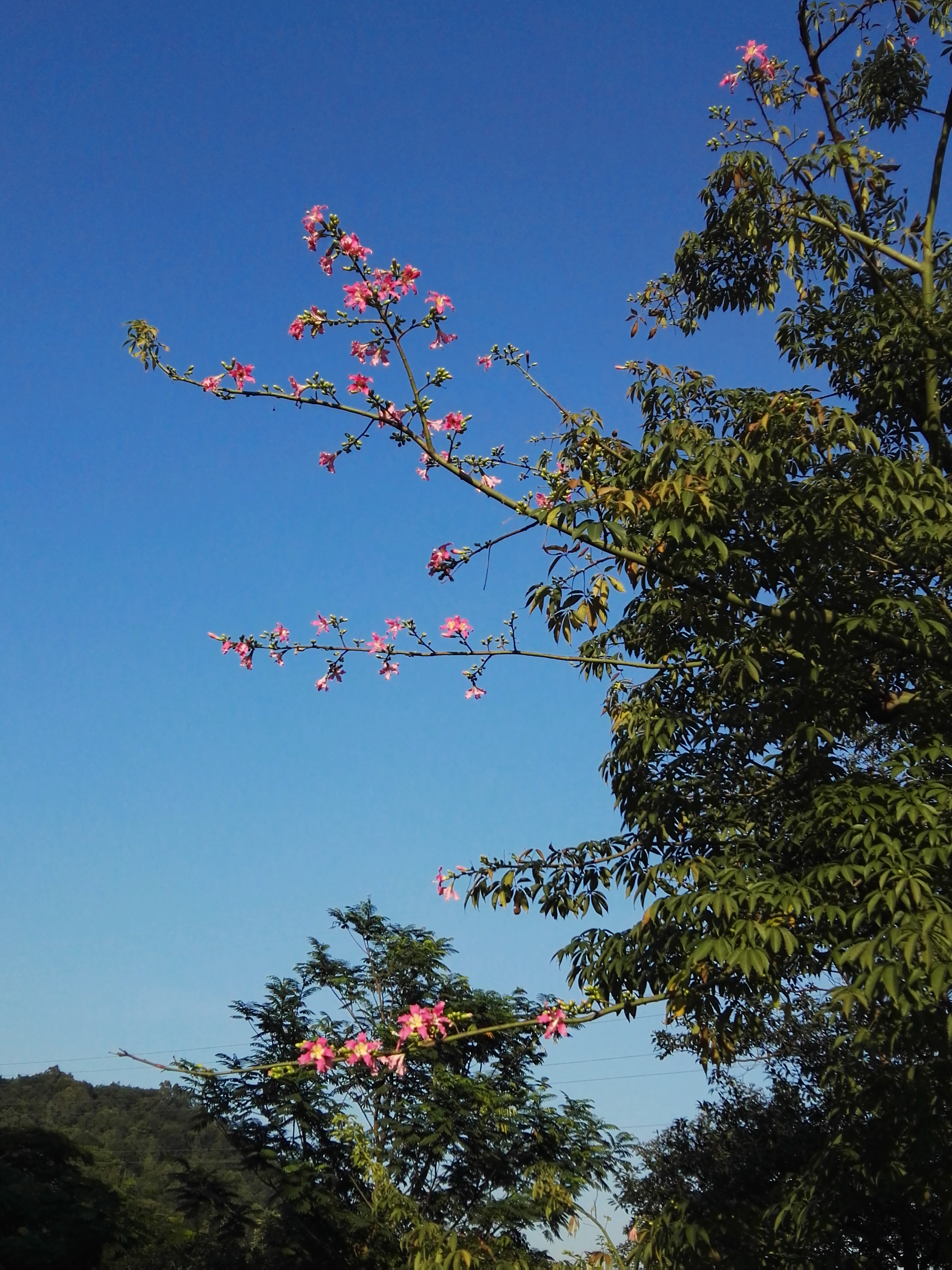 羊台山玻璃观景台在哪里,深圳羊台山最佳观景