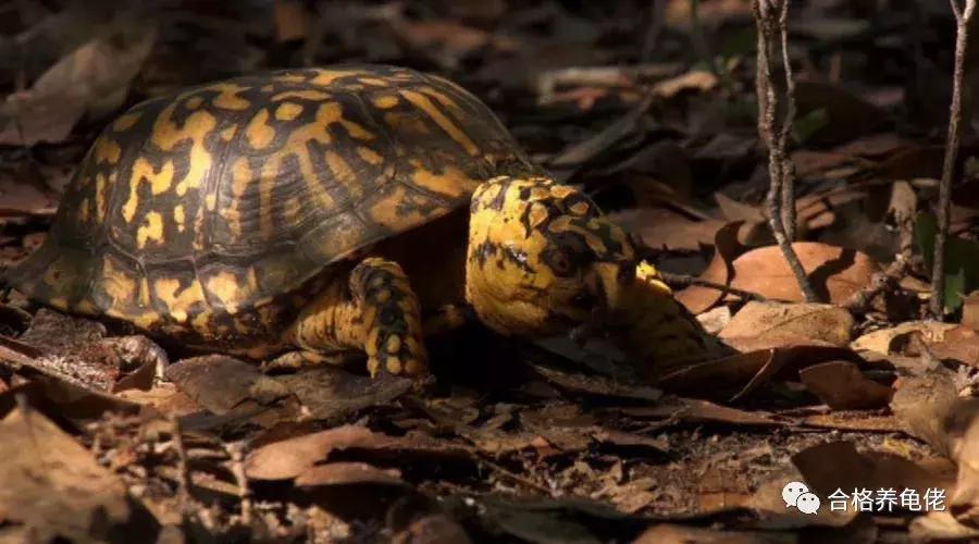 龟摔了怎么办快速安慰,草龟摔了一下怎么办