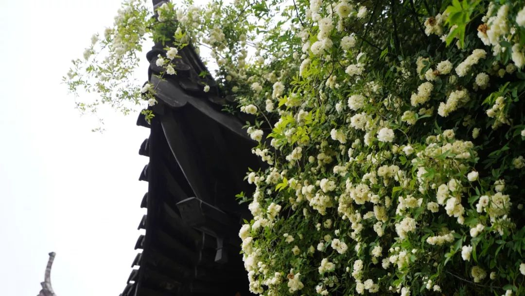 鹅湖玫瑰园花期,鹅湖玫瑰园美篇