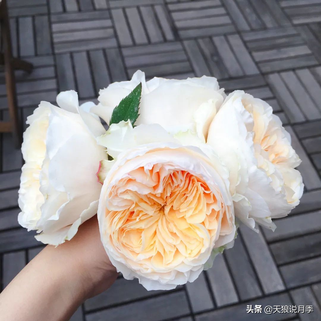 如何打造四季开花的花园,如何打造四季都有花的花园