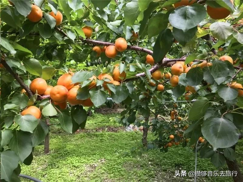 汶川三宝特色水果产业,汶川三宝果园