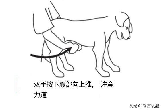 当狗狗误食有毒食物怎么办,收下这篇急救贴士,让您不再束手无策