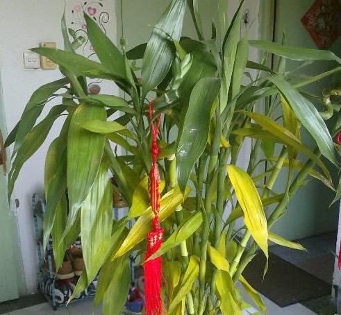 买回家的富贵竹黄叶是什么原因呀,富贵竹黄叶怎么补救最快