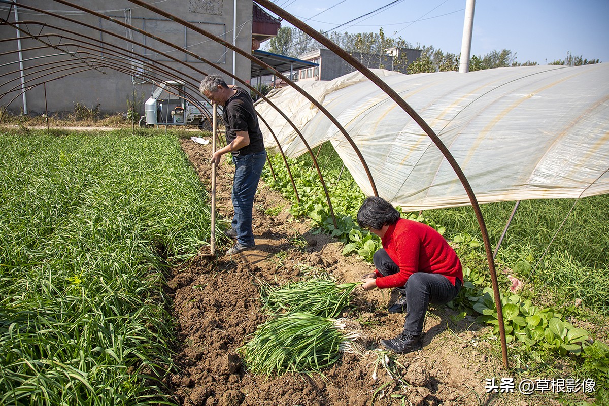 蒜苗产量一亩有多少利润,假蒜苗长什么样子