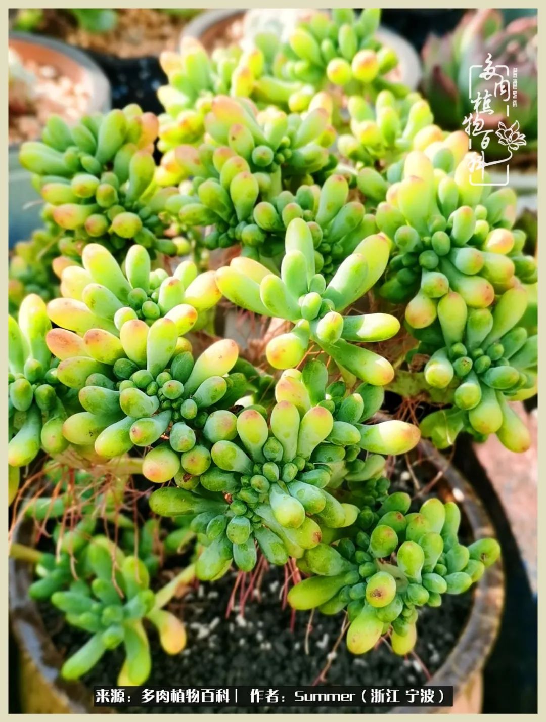 多肉小白新手入门,多肉新手上路请多指教