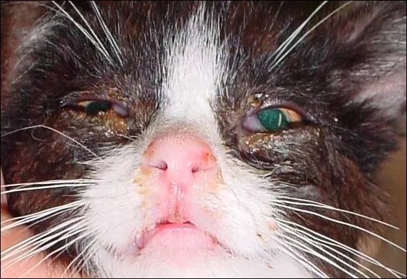 猫鼻支是怎么诊断的，又该怎么办呢？|猫鼻支治疗方法一览