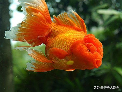 有哪些好看的金鱼可以养,十大最好养观赏鱼金鱼