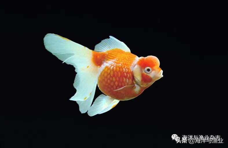 江门海豚公司总经理林震能:不断成长终成行业知名老板