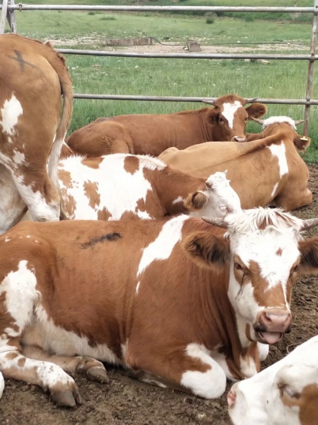 母牛酒糟喂牛最佳配方,干的酒糟喂牛用什么配方