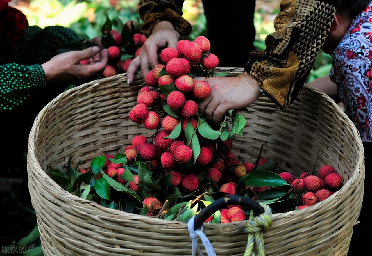 苹果价格大跳水可以退钱吗,2019年苹果为何12块钱一斤