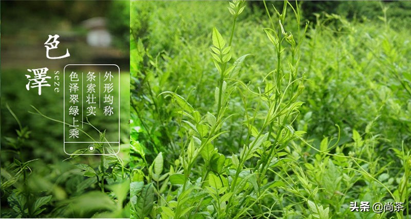 龙须茶大名叫什么茶好听,龙须茶是什么茶种