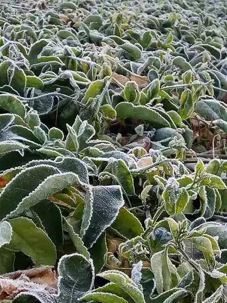 百香果用什么除虫剂,百香果用什么药防虫