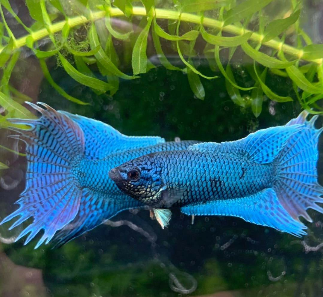 中国斗鱼应该怎么养出状态,中国斗鱼怎么养才漂亮视频