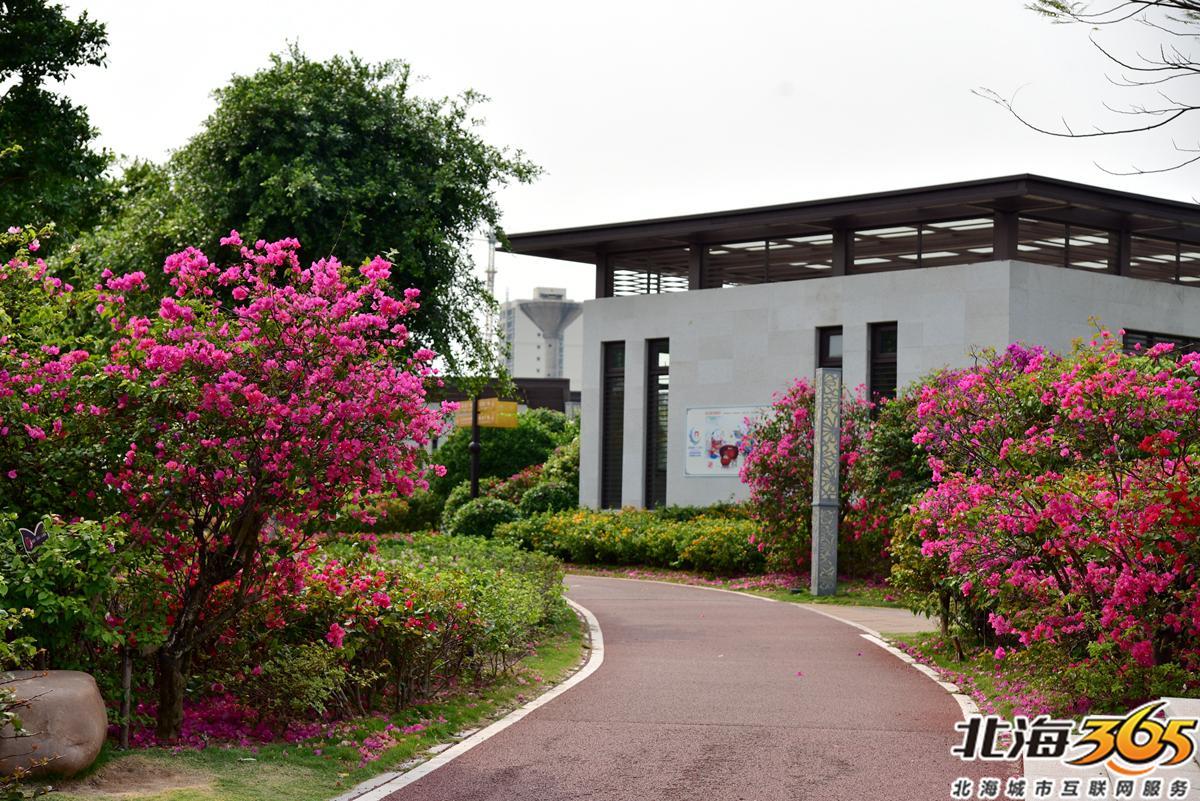 「多图」春天来了!北海街头的三角梅、黄花风铃开得好艳