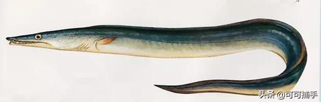 你不知道的海洋里面有什么,十种你没见过的海洋生物