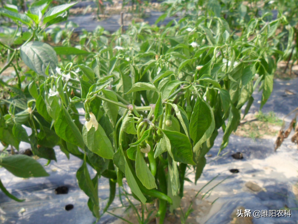 这个微生物菌最厉害，杀菌治病和增产，都很好
