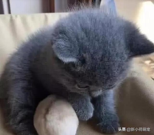 刚把猫带回家被母猫抱在怀里,刚把猫抱回家害怕躺在桌子底下