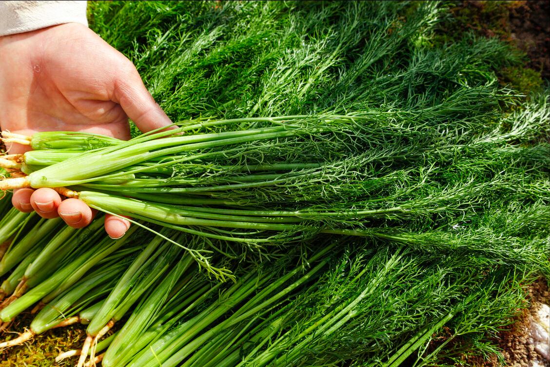 茴香饺子怎么做好吃又简单的方法,茴香馅饺子怎么做才简单好吃