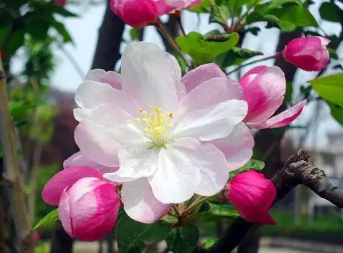 百花图谱大全100幅,工笔百花图谱100种